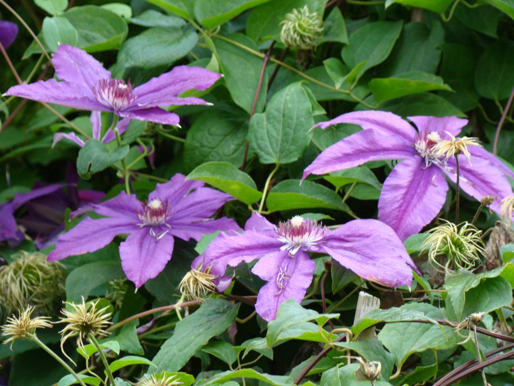 DSC04468