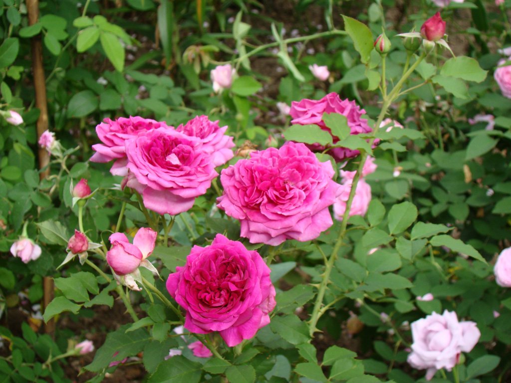 DSC04472