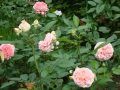 DSC04477