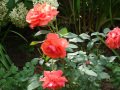 DSC04478