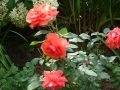 DSC04478