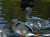img_4622s
