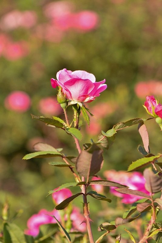 20130714-DSC_7916