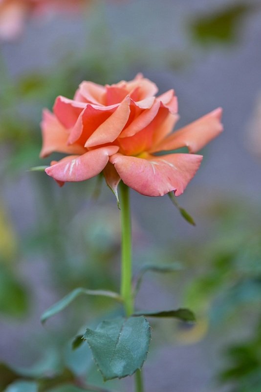 20130714-DSC_7924