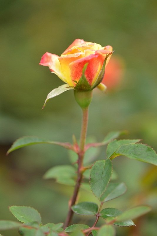 CDD_0570