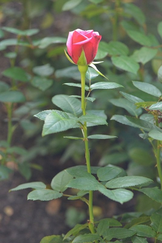 CDD_0581