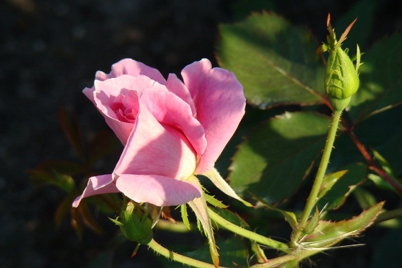 DSC02609