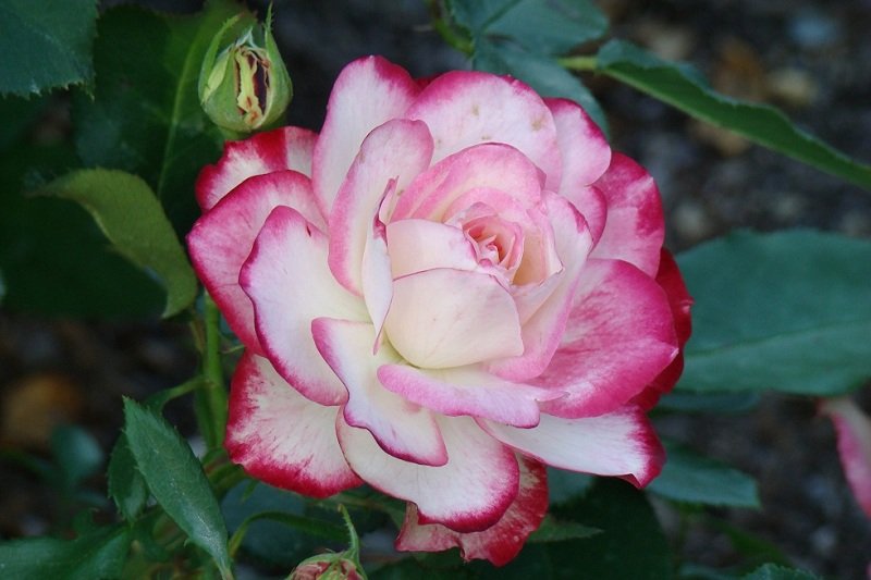 DSC02620