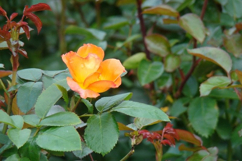 DSC05911