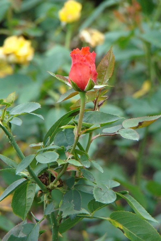 DSC05916