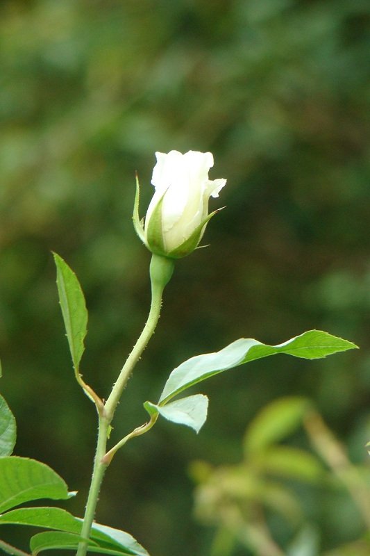 DSC05918