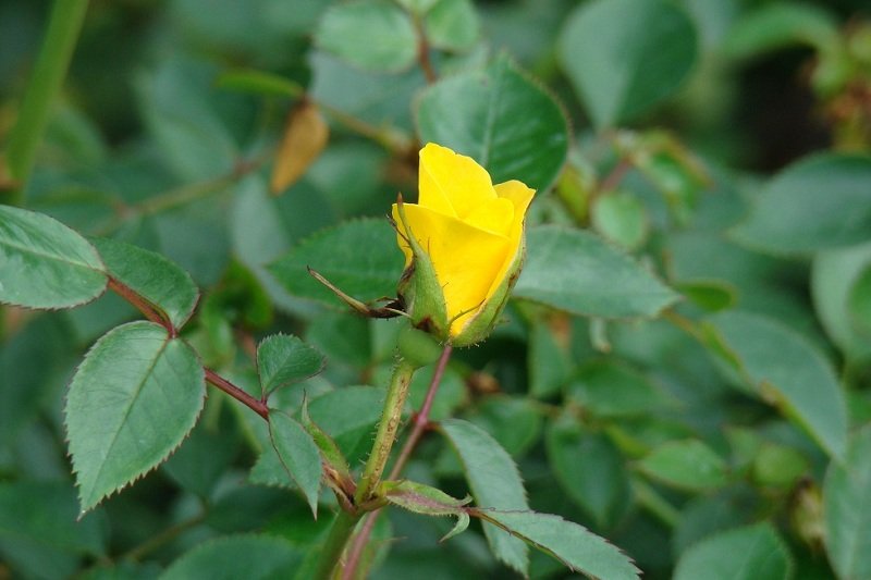 DSC05920