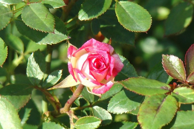 DSC05932