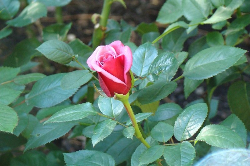DSC05936