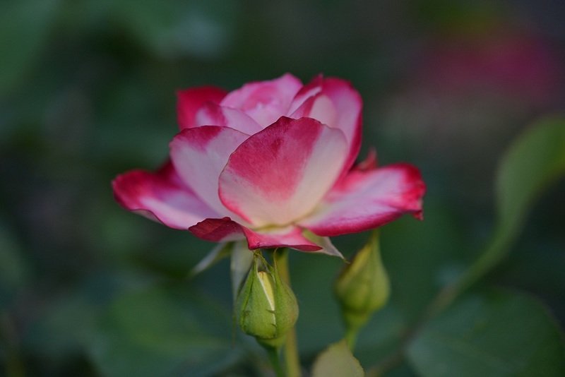 DSC_7928