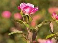 20130714-DSC_7916