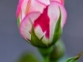 20130714-DSC_7930