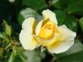 DSC02597