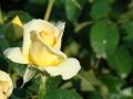 DSC02599