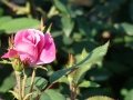 DSC02603