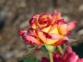 DSC02605