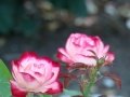 DSC02617