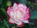 DSC02620