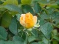 DSC05909