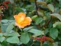 DSC05911