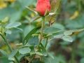 DSC05916