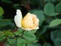 DSC05921