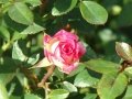 DSC05932