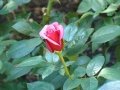 DSC05936