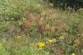 IMG_20210817_110151