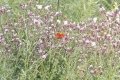 IMG_20210820_120833