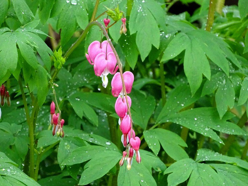DSC00500