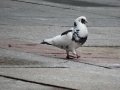 DSC02489