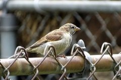 DSC03925