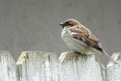 DSC04215
