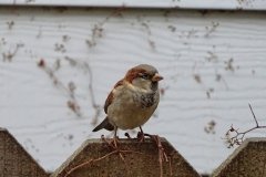 DSC04298