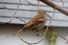 DSC04302