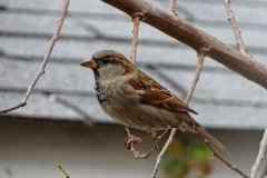 DSC04303