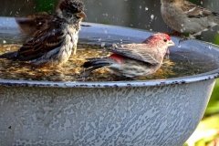 DSC04535