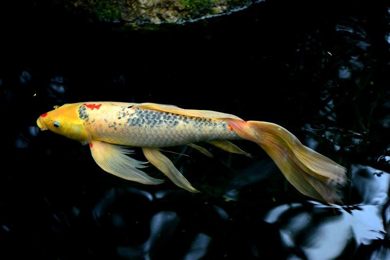 CDD_3623