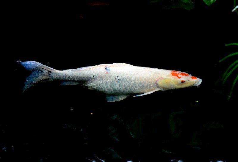 CDD_3624