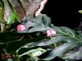 DSC03427